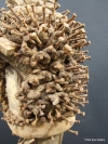 1-DSCF0734